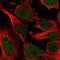 Zinc finger protein 655 antibody, HPA050750, Atlas Antibodies, Immunofluorescence image 