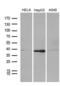 PHD Finger Protein 20 Like 1 antibody, LS-C795132, Lifespan Biosciences, Western Blot image 