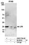 Latexin antibody, A305-774A-M, Bethyl Labs, Immunoprecipitation image 