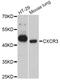 C-X-C Motif Chemokine Receptor 3 antibody, LS-C747020, Lifespan Biosciences, Western Blot image 