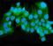 Mitogen-Activated Protein Kinase Kinase 2 antibody, M00996-2, Boster Biological Technology, Immunofluorescence image 