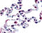 Free Fatty Acid Receptor 2 antibody, TA340737, Origene, Immunohistochemistry paraffin image 