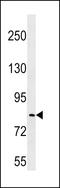 Leucine Rich Repeat Containing 70 antibody, LS-C158077, Lifespan Biosciences, Western Blot image 