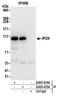 Importin-9 antibody, A305-475A, Bethyl Labs, Immunoprecipitation image 