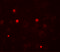 Potassium channel subfamily K member 13 antibody, 6423, ProSci, Immunofluorescence image 