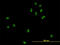 Exportin-2 antibody, LS-C104928, Lifespan Biosciences, Immunofluorescence image 