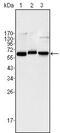 p65 antibody, GTX83260, GeneTex, Western Blot image 