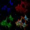 Protein piccolo antibody, SMC-188D-A680, StressMarq, Immunocytochemistry image 