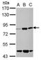 Kelch Like Family Member 22 antibody, GTX122894, GeneTex, Western Blot image 