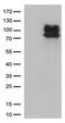Interferon Lambda Receptor 1 antibody, CF812617, Origene, Western Blot image 