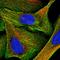 Plastin-2 antibody, HPA019493, Atlas Antibodies, Immunofluorescence image 