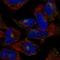 Component Of Oligomeric Golgi Complex 2 antibody, HPA076994, Atlas Antibodies, Immunofluorescence image 