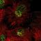 Cingulin-like protein 1 antibody, PA5-63366, Invitrogen Antibodies, Immunofluorescence image 