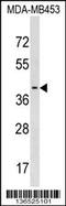 Platelet Activating Factor Acetylhydrolase 2 antibody, 59-174, ProSci, Western Blot image 