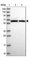 CDC Like Kinase 3 antibody, NBP1-91794, Novus Biologicals, Western Blot image 