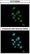 Poly(U)-binding-splicing factor PUF60 antibody, LS-B10758, Lifespan Biosciences, Immunocytochemistry image 