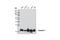 Caveolin 1 antibody, 3238S, Cell Signaling Technology, Western Blot image 