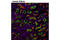 ATP Binding Cassette Subfamily C Member 4 antibody, 12705S, Cell Signaling Technology, Immunofluorescence image 