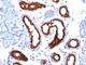 Keratin 18 antibody, V2672IHC-7ML, NSJ Bioreagents, Immunohistochemistry paraffin image 