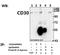 TNF Receptor Superfamily Member 8 antibody, GTX66610, GeneTex, Immunoprecipitation image 