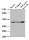 Zinc Finger Protein 707 antibody, CSB-PA026975LA01HU, Cusabio, Western Blot image 