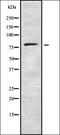 ArfGAP With SH3 Domain, Ankyrin Repeat And PH Domain 1 antibody, orb337542, Biorbyt, Western Blot image 