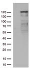 NEDD4 E3 Ubiquitin Protein Ligase antibody, TA812642, Origene, Western Blot image 