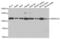 SWI/SNF Related, Matrix Associated, Actin Dependent Regulator Of Chromatin, Subfamily A, Member 5 antibody, abx001626, Abbexa, Western Blot image 