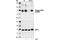 Protein Tyrosine Phosphatase Non-Receptor Type 11 antibody, 3751S, Cell Signaling Technology, Western Blot image 