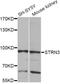 Striatin-3 antibody, orb373472, Biorbyt, Immunohistochemistry paraffin image 