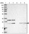 Cysteine-rich protein 3 antibody, NBP1-88762, Novus Biologicals, Western Blot image 