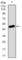 Chromosome 17 Open Reading Frame 53 antibody, abx015787, Abbexa, Western Blot image 