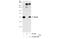 RB Binding Protein 4, Chromatin Remodeling Factor antibody, GTX70234, GeneTex, Immunoprecipitation image 