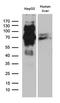 Interferon Regulatory Factor 2 Binding Protein 1 antibody, LS-C796059, Lifespan Biosciences, Western Blot image 