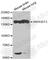 Lfc antibody, A2539, ABclonal Technology, Western Blot image 