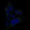 MET Transcriptional Regulator MACC1 antibody, NBP2-52955, Novus Biologicals, Immunofluorescence image 