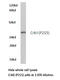 CRK Proto-Oncogene, Adaptor Protein antibody, LS-C175979, Lifespan Biosciences, Western Blot image 