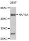 Napsin A Aspartic Peptidase antibody, STJ111251, St John