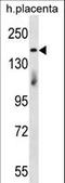 Integrator Complex Subunit 1 antibody, LS-C165257, Lifespan Biosciences, Western Blot image 
