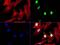 X-Ray Repair Cross Complementing 1 antibody, LS-C796710, Lifespan Biosciences, Immunofluorescence image 