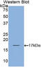 Bone Morphogenetic Protein 2 antibody, LS-C293041, Lifespan Biosciences, Western Blot image 