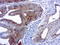 Mitochondrial Ribosomal Protein S34 antibody, LS-C796778, Lifespan Biosciences, Immunohistochemistry paraffin image 