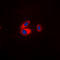Potassium Voltage-Gated Channel Subfamily J Member 3 antibody, LS-C368387, Lifespan Biosciences, Immunofluorescence image 