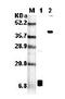 Resistin-like alpha antibody, ALX-804-703-C100, Enzo Life Sciences, Western Blot image 