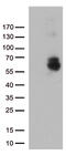 Glypican-1 antibody, CF812434, Origene, Western Blot image 