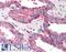 Elongator Complex Protein 1 antibody, LS-B571, Lifespan Biosciences, Immunohistochemistry frozen image 
