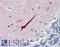 Septin 11 antibody, LS-B4024, Lifespan Biosciences, Immunohistochemistry paraffin image 