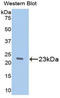 Retinol Binding Protein 5 antibody, LS-C296253, Lifespan Biosciences, Western Blot image 