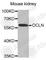 Occludin antibody, A6827, ABclonal Technology, Western Blot image 