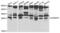 Oprs1 antibody, abx004198, Abbexa, Western Blot image 